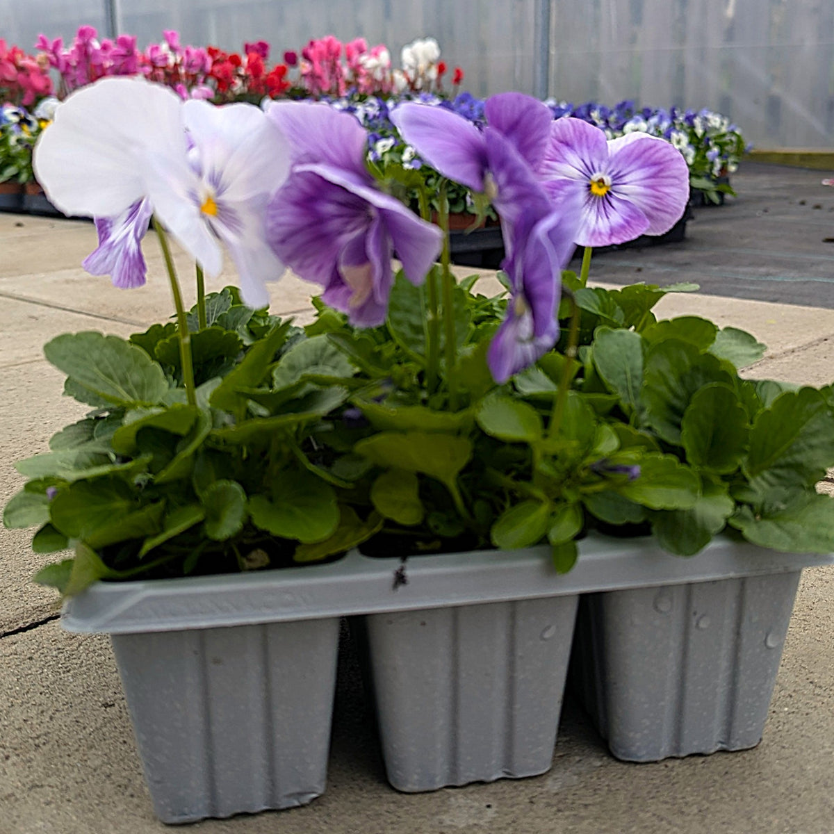 Three small gray plastic seed-starting trays holding green leafy plants with purple and white pansies in bloom, photographed outdoors in a nursery or garden center.