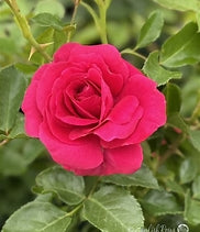 Truly Loved Rose