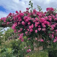 American Pillar Climbing Rose