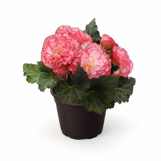 Begonia Nonstop Rose Picotee