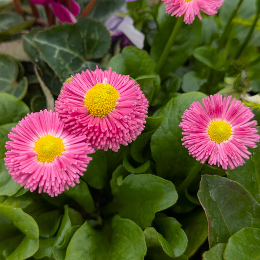 Pink daisy-like flowers with bright yellow centers growing among green leaves, photographed close up in a garden-like setting.