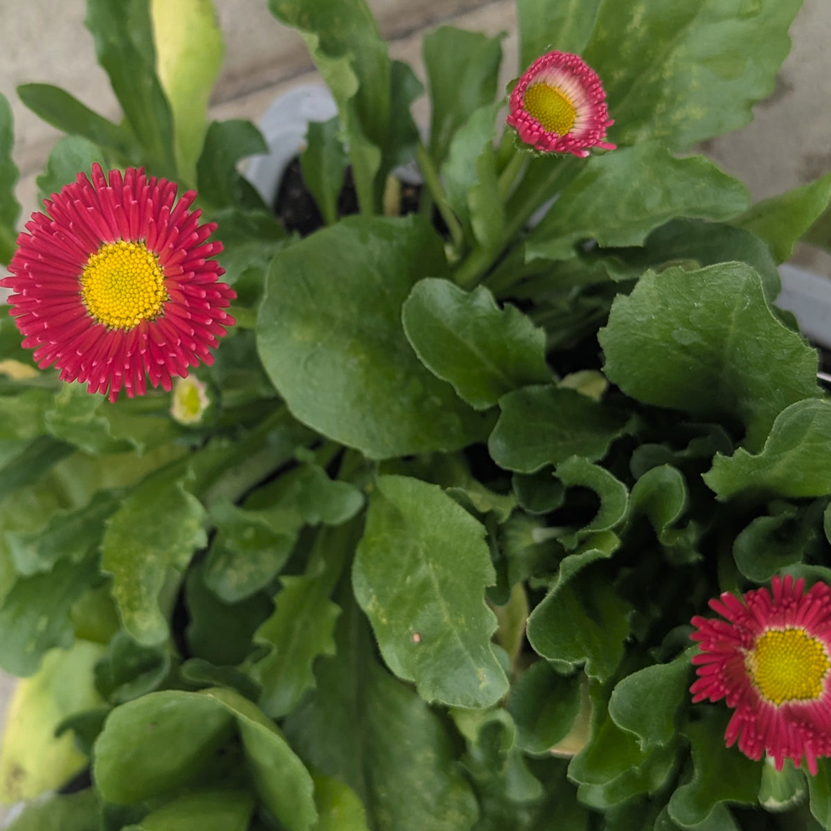 A close-up of a potted plant with ruffled green leaves and three bright pink-red flowers with yellow centers, photographed from above.