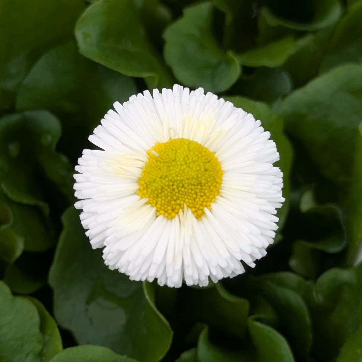 A single white daisy flower with a bright yellow center, surrounded by dark green leaves.