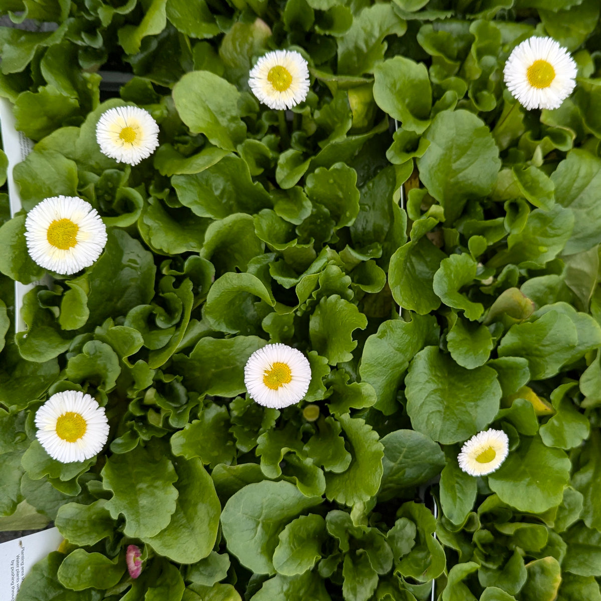 Green leafy plant with several small white daisy-like flowers with yellow centers, photographed close up.
