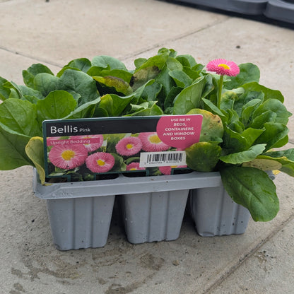 Bellis Pink upright bedding plants in a gray plastic tray starter pack, placed on a concrete patio. The green leaves are prominent, with a single pink and yellow flower blooming on the right, and a product label card is visible at the front.