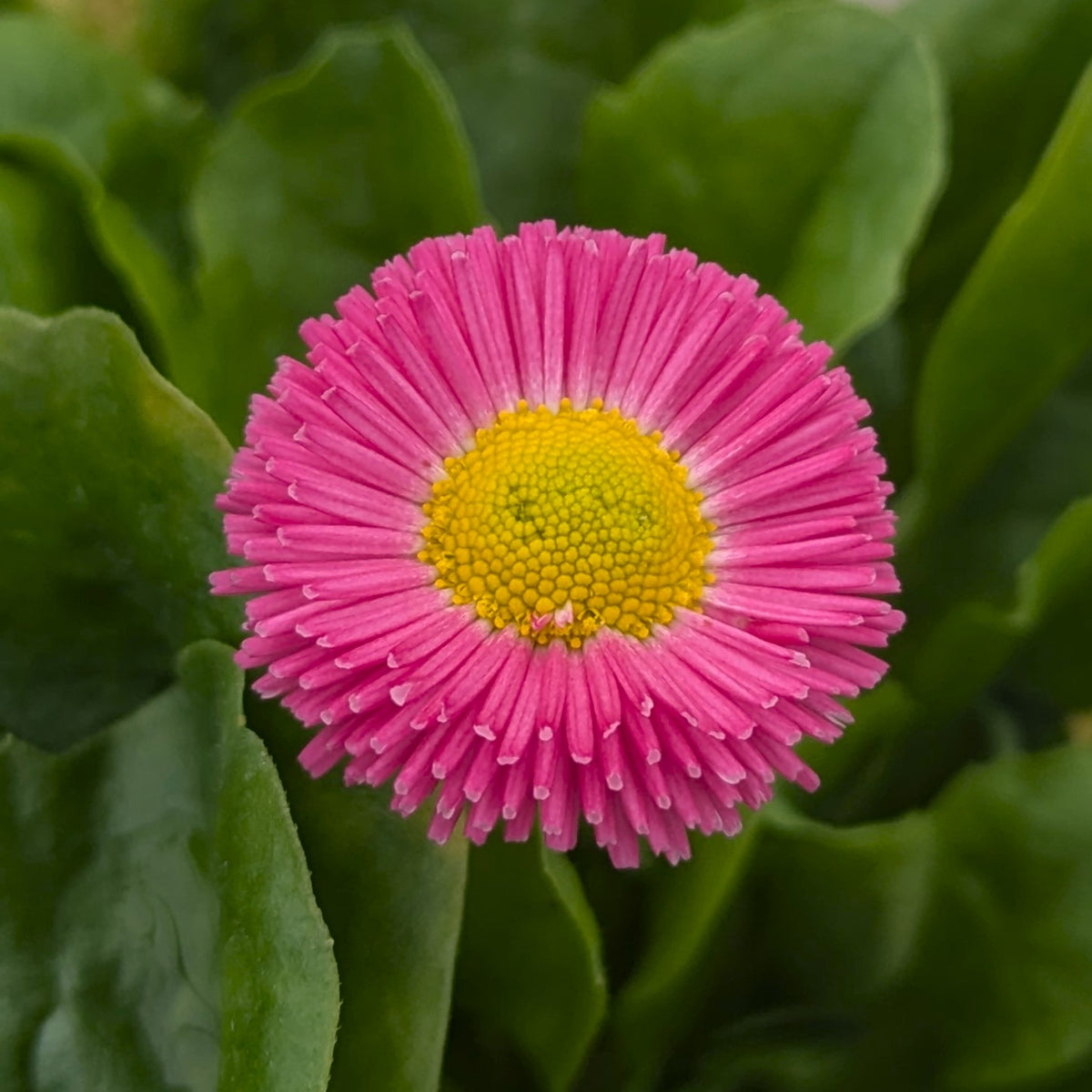 A close-up of a bright pink daisy-like flower with a yellow center, surrounded by green leaves.