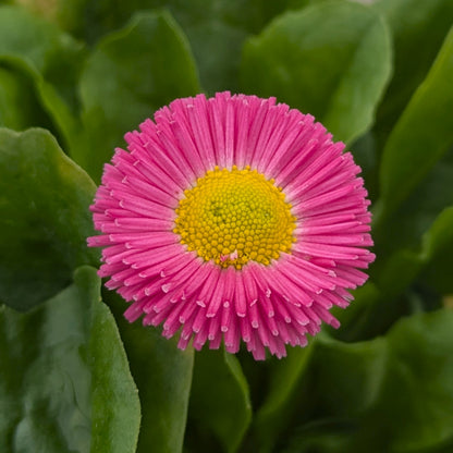 A close-up of a bright pink daisy-like flower with a yellow center, surrounded by green leaves.
