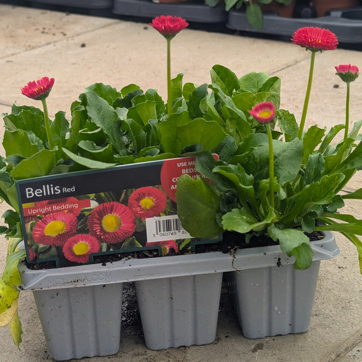 Three gray plastic trays of Bellis 'Red' upright bedding plants, showing vibrant pinkish-red flowers and green leaves, with a product label visible on the left.