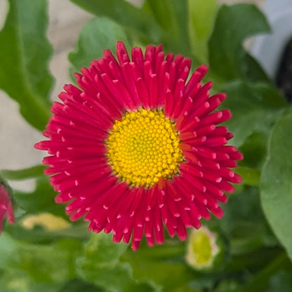A close-up of a bright redish-pink daisy-like flower with a yellow center, surrounded by green leaves.