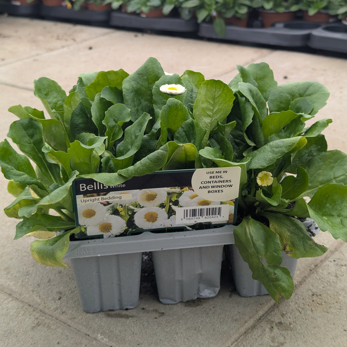 Bell's crinkle daisy plant in a gray plastic nursery tray, with green leaves and a small white-and-yellow flower visible, photographed outdoors on a stone surface.