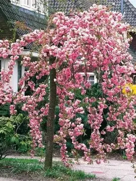Prunus Cheals Weeping Flowering Cherry