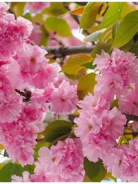 Prunus Cheals Weeping Flowering Cherry