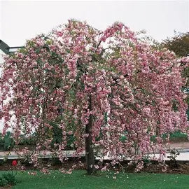 Prunus Cheals Weeping Flowering Cherry