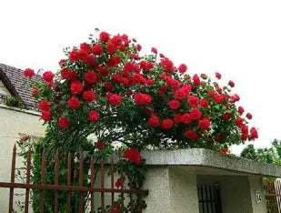 Crimson Cascade Climbing Rose