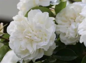 Diamond Dad Rose