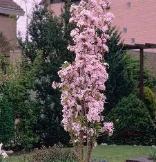 Prunus Amanogowa Flowering Flag Pole Cherry