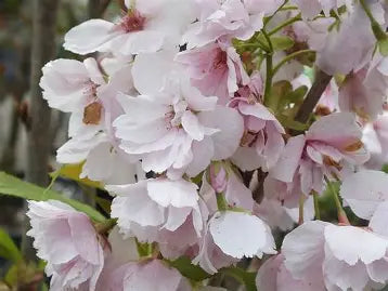 Prunus Amanogowa Flowering Flag Pole Cherry