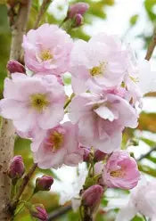 Prunus Amanogowa Flowering Flag Pole Cherry