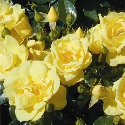 Gold Flower Carpet Rose