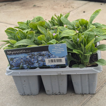 Forget Me Not (Myosotis Blue)