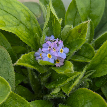 Forget Me Not (Myosotis Blue)