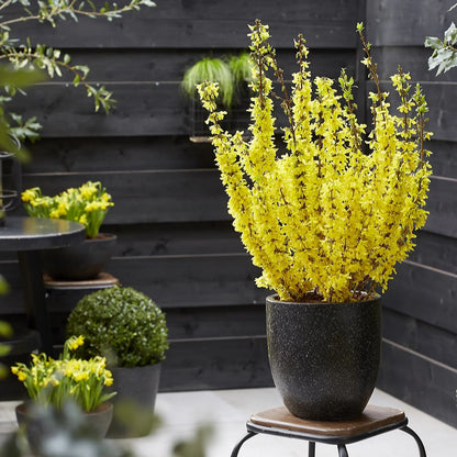 Forsythia Spectabilis SPECIAL OFFER BUY 1 GET 1 FREE