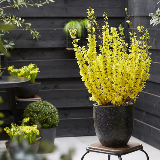 Forsythia Spectabilis