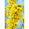 Forsythia Spectabilis SPECIAL OFFER BUY 1 GET 1 FREE