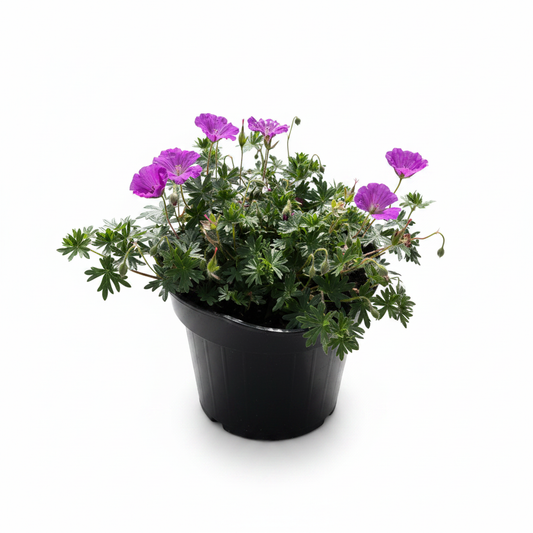 Geranium Max Frei