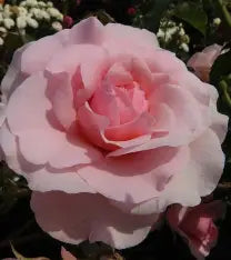 Happy Retirement Rose