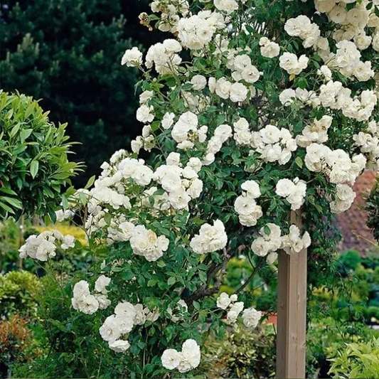 Iceberg Climbing Rose