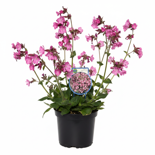 Silene Rollies Favourite in nursery pot on white background