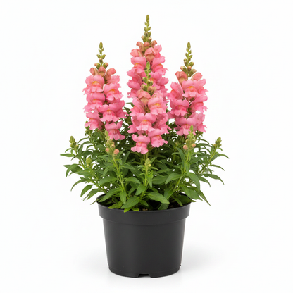 Antirrhinum Sonnet Pink snapdragon in a 13cm black nursery pot on white background