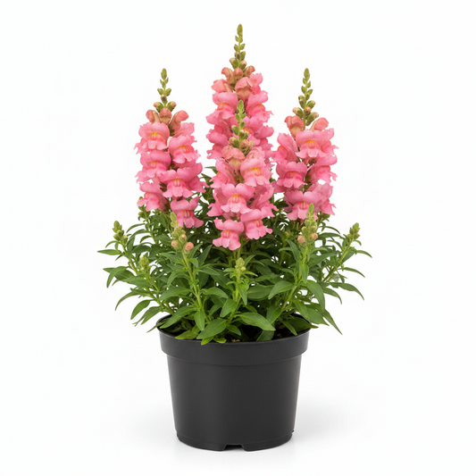 Antirrhinum Sonnet Pink snapdragon in a 13cm black nursery pot on white background