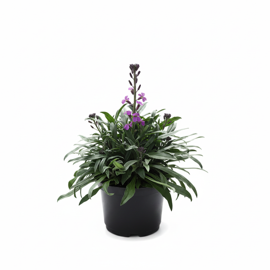 Erysimum Bowles Mauve