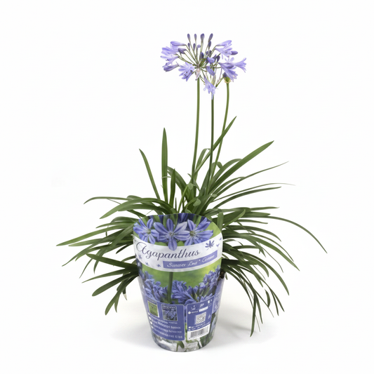 Agapanthus Summer Love in nursery pot on white background