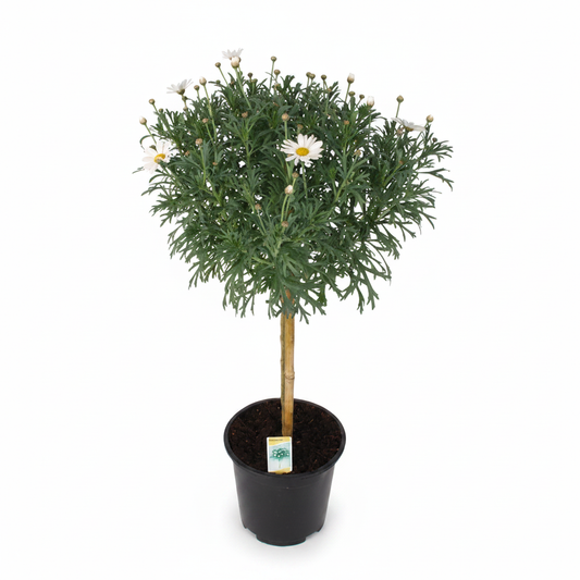 Argyranthemum White Stem standard plant in a black pot on white background