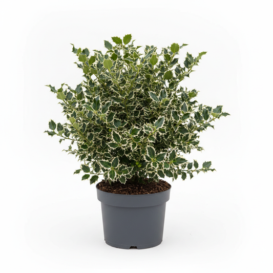 Silver-Variegated Holly (Ilex Argentea Marginata) hedging plant — deep green leaves with silver margins — Naggy Burn Garden Centre