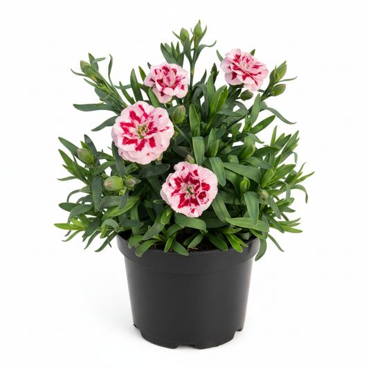 Dianthus Oscar Pink and Purple in a 10.5cm pot