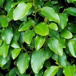 Griselinia Hedging | Griselinia Littoralis