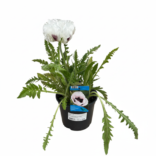 Papaver Royal Wedding poppy in nursery pot on white background
