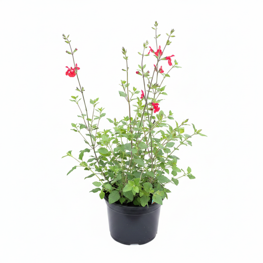 Salvia Hot Lips