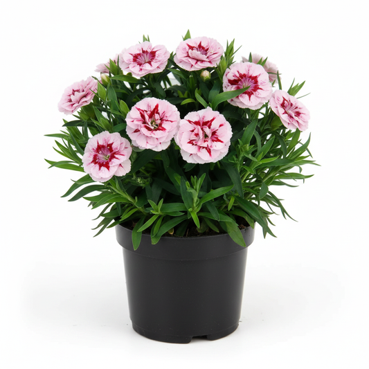 Dianthus Oscar Purple Star in a 10.5cm pot with white blooms and crimson star markings