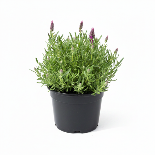 Lavender Castilliano Purple