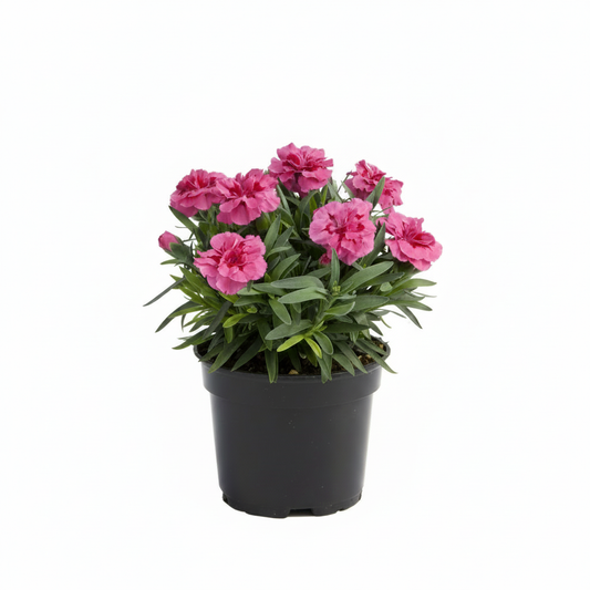 Dianthus Oscar in a 10.5cm pot with rich cerise-pink blooms on white background