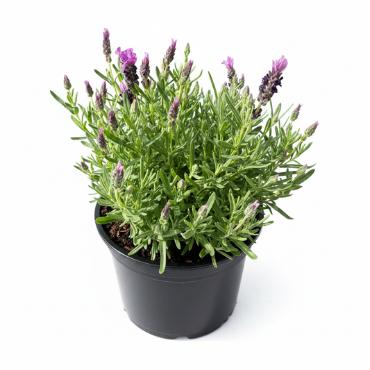 Lavender Castilliano Rose