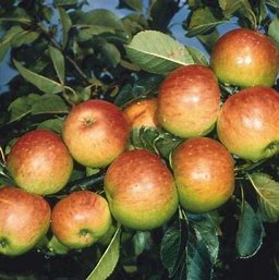 Apple James Grieve
