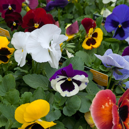 mixed colour pansies