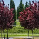 Prunus Nigra Flowering Cherry