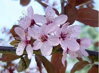 Prunus Nigra Flowering Cherry